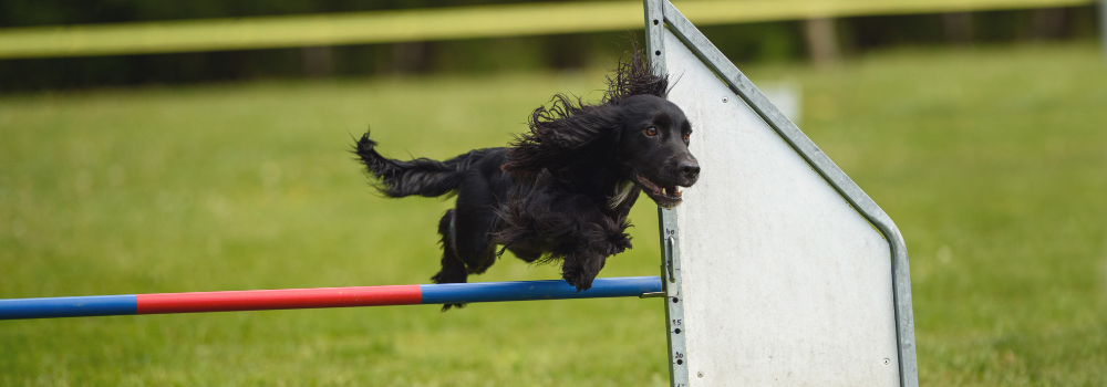 gundog spaniel learning to jump over obstacles