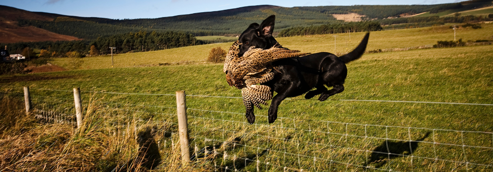 working black labrador retrieves game over fence