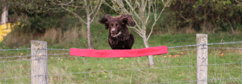 spaniel jumping over barb wire cover