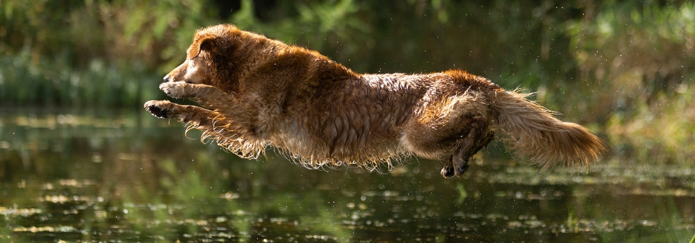 golden retriever jumps into water