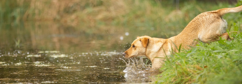 yellow labrador retriever enters water