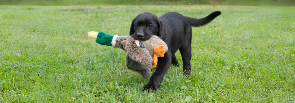 black labrador retriever fetching pheasant toy in puppy gundog class