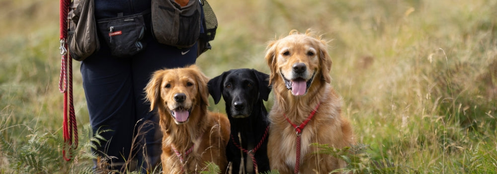 Multiple gundogs at a one to one training session with Teach Your Gundog