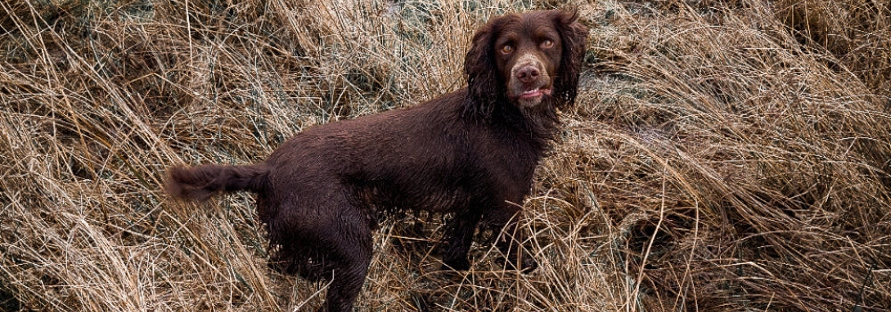 Spaniel at a one to one training session with Jules Morgan in Loxwood West Sussex