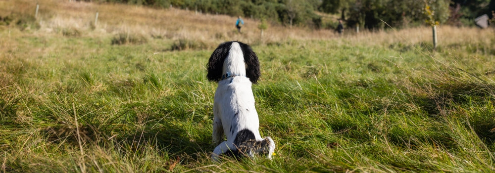 black and white spaniel gundog doing some stop whistle training