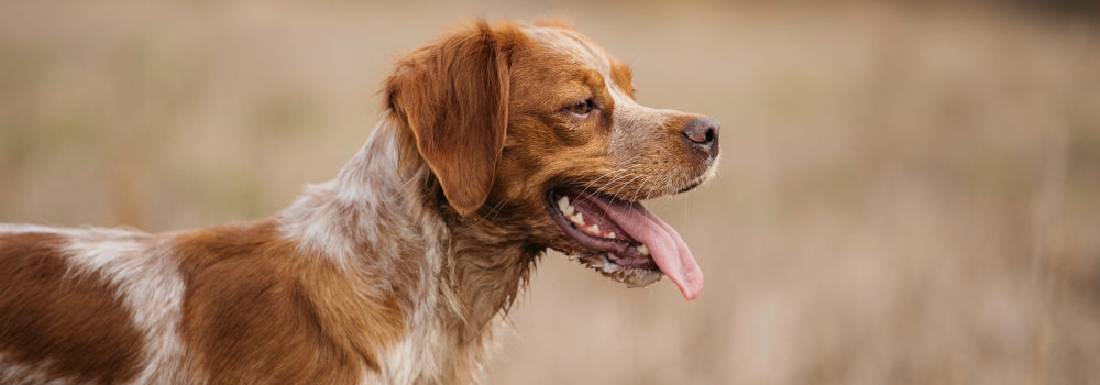 Brittany spaniel in gundog training class