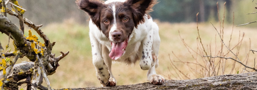 older spaniel in gundog training jumping a log