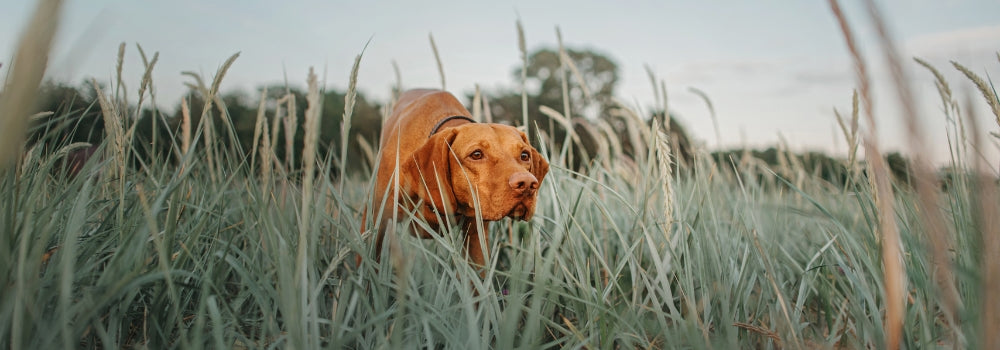 on point vizsla gundog training in haslemere