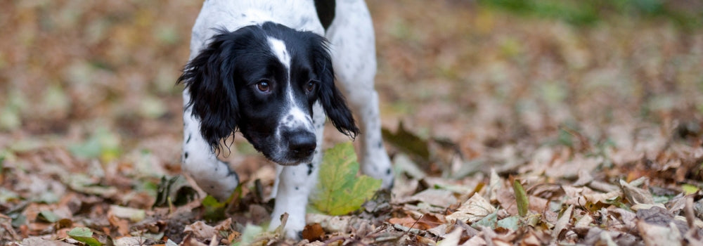 black and white springer spaniel hunting