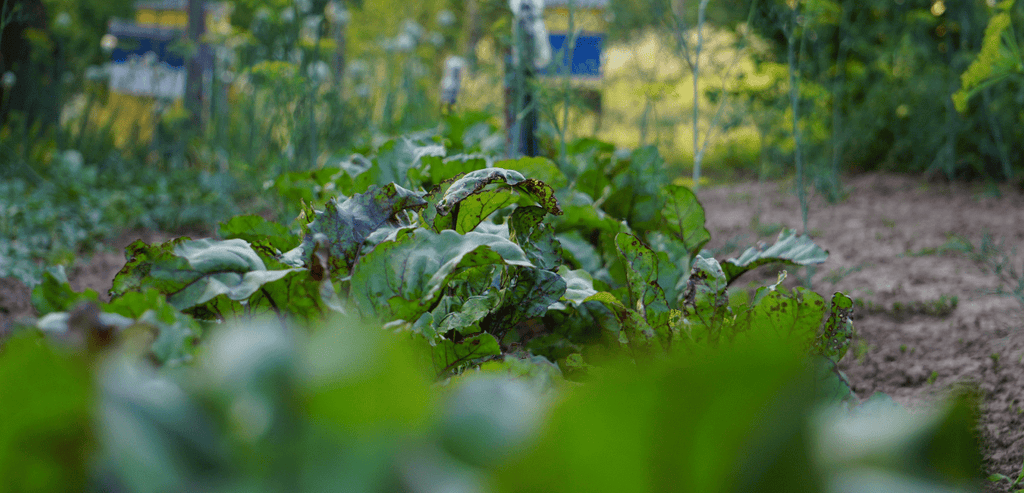 Potager avec Laitue