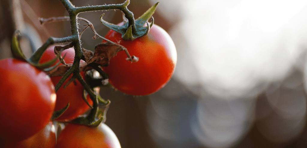Tomates du Jardin