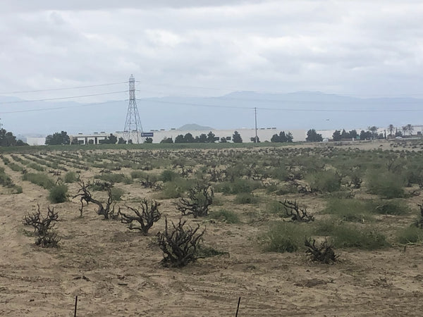 Lone Wolf vineyard in Cucamonga Valley, California