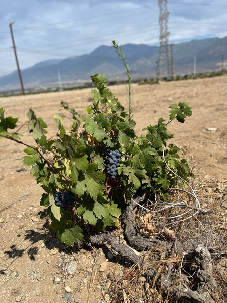 100+ year old vine in Cucamonga Valley