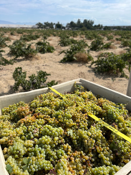 Palomino grapes in the Lopez Vineyard, Cucamonga Valley