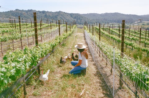 Lady of the Sunshine vineyard