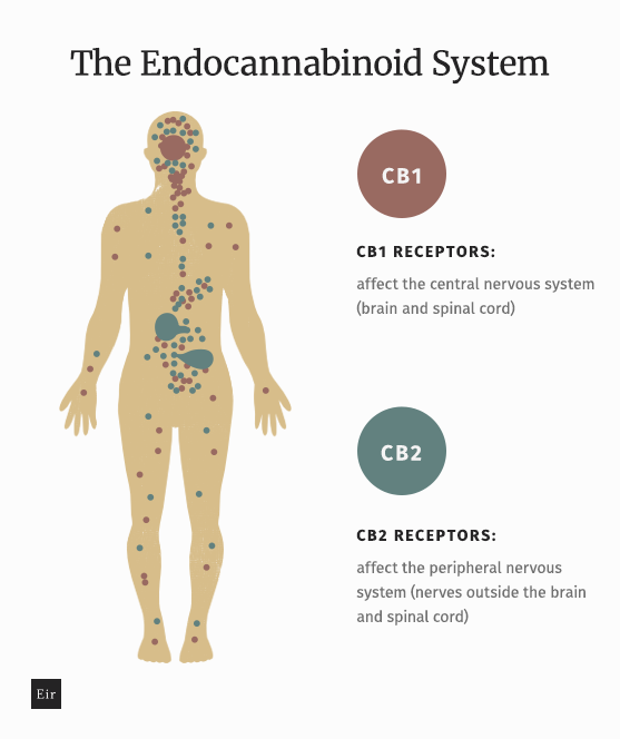 endokanabinoidní systém-eir-zdraví