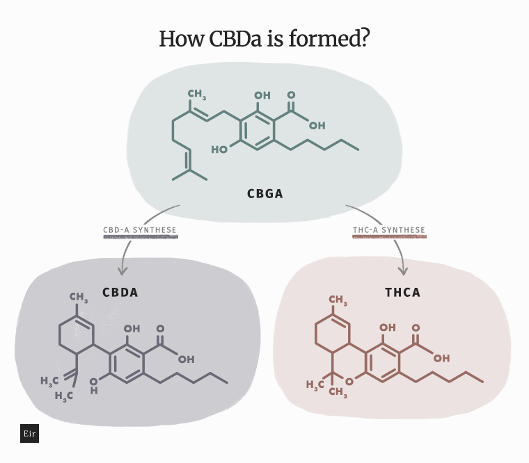 How CBDa is created