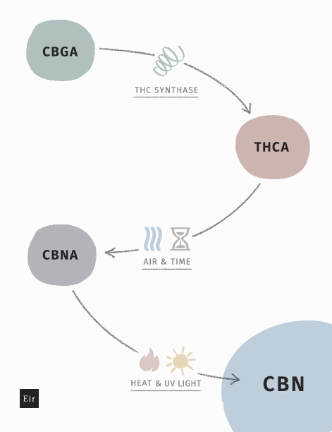 How CBN is made