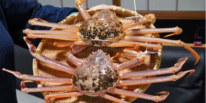 Matsuba crab with crab bill