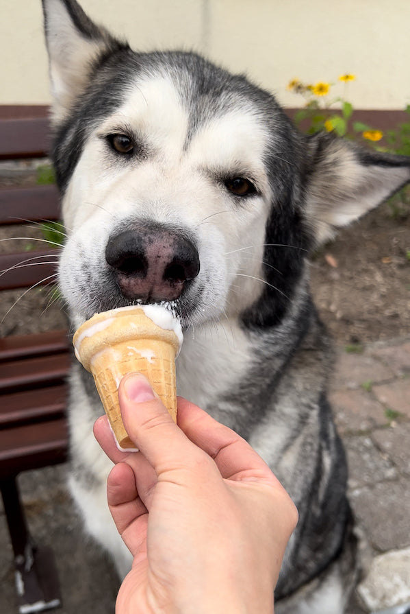 Dog Ice Cream.jpg__PID:63c7d15a-d38b-404f-a52a-259619fb1a5b