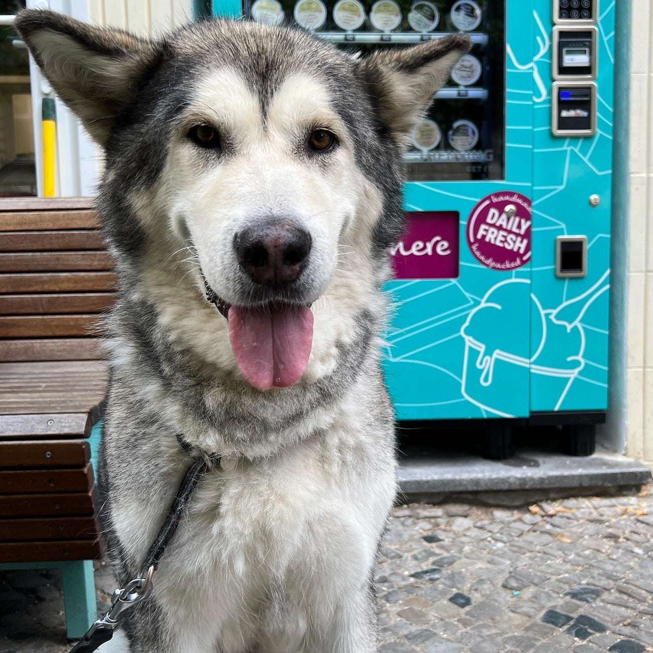 Malamute goes for Ice Cream Square.JPG__PID:04144d16-5e04-426e-902a-af60001dc94b