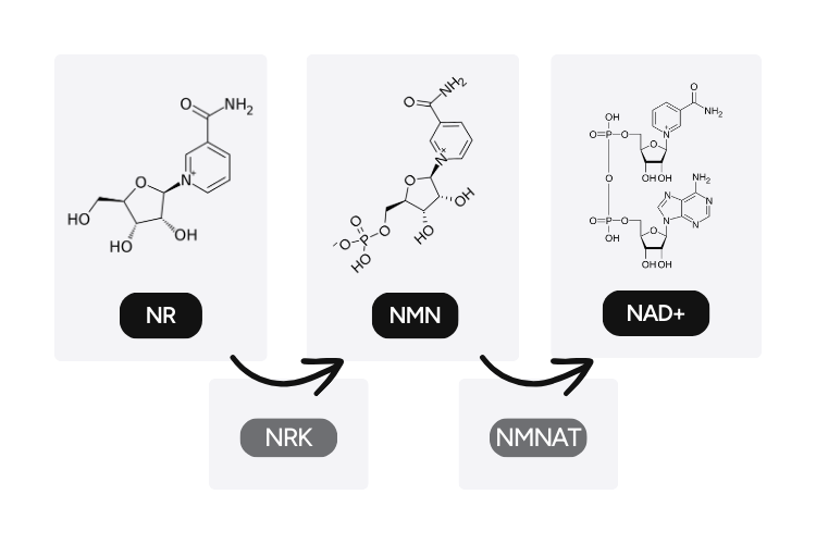 Pathways of NMN and NR to NAD+