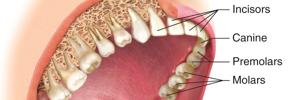 Teeth types