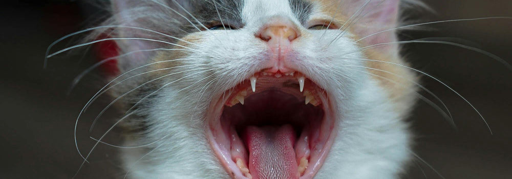 Kitten's teeth