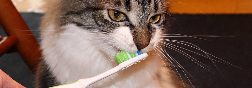 Brush cat teeth