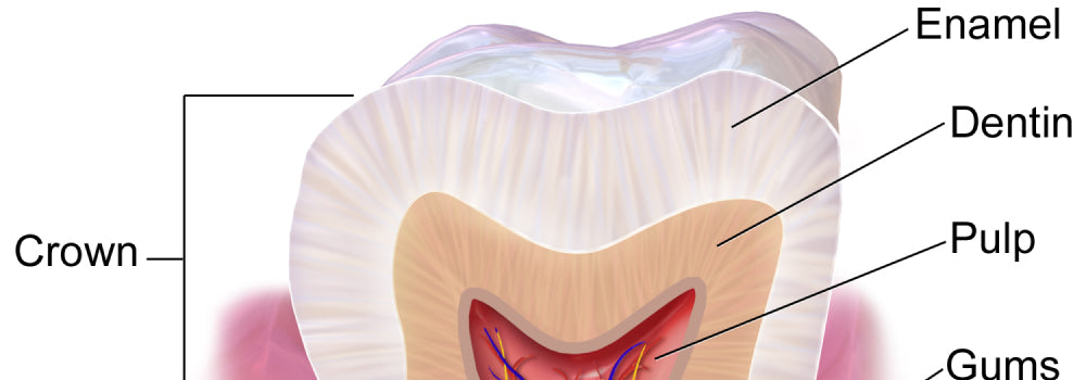 Tooth anatomy