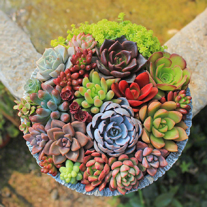 Plante succulente-7