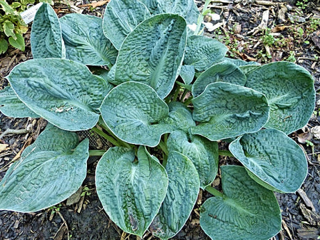 P00 Hosta 'Double D Cup' from The Hosta Helper - Presented by