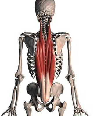 colonne vertebrale et rachis