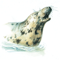 Grey seal, Isles of Scilly