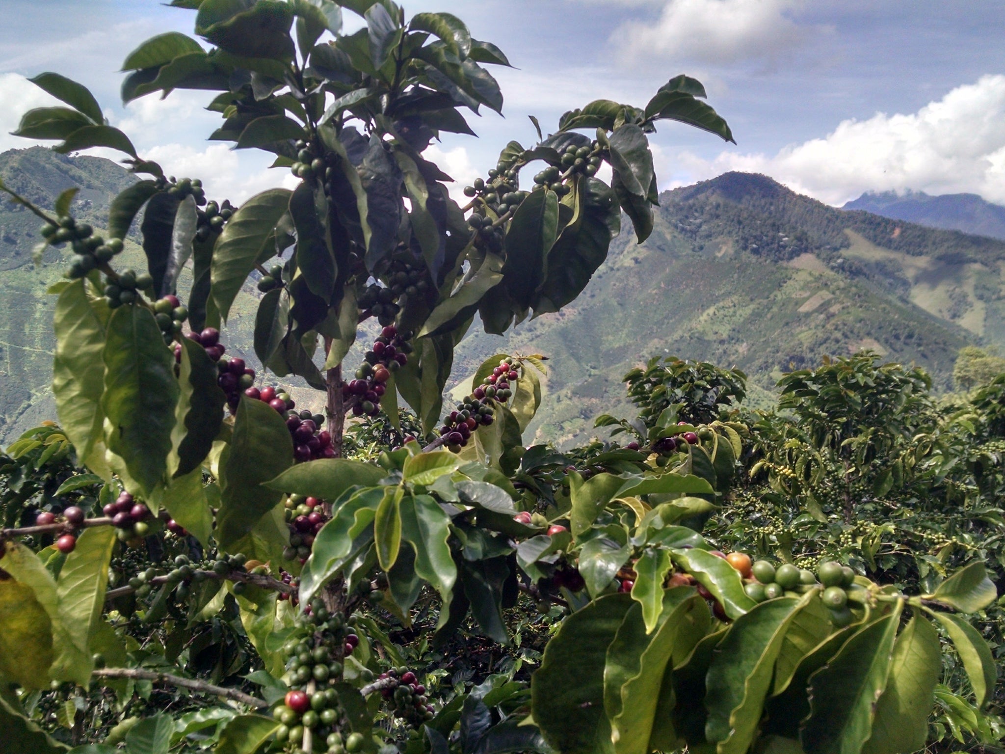 La Minita Coffee Plant