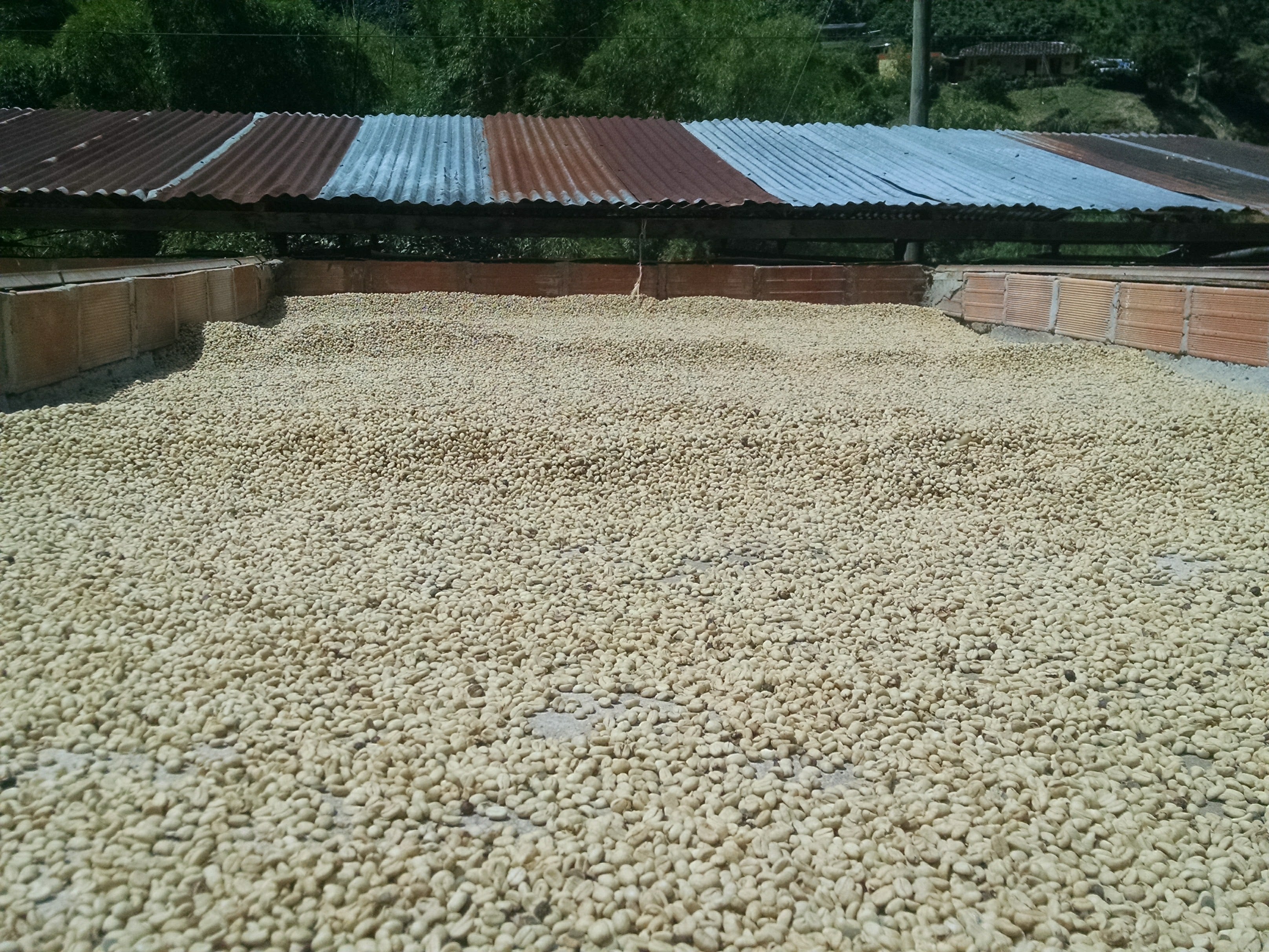La Arboleda's sun drying space on roof, close up. Notice the thin layer and it has to be raked about every hour