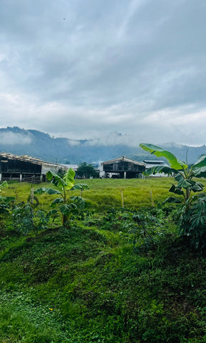 coffee farms Colombia