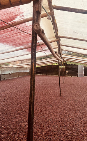 coffee drying