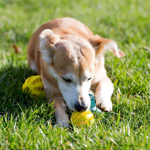 O Snack Ball é a bola petisco perfeita para o seu cão