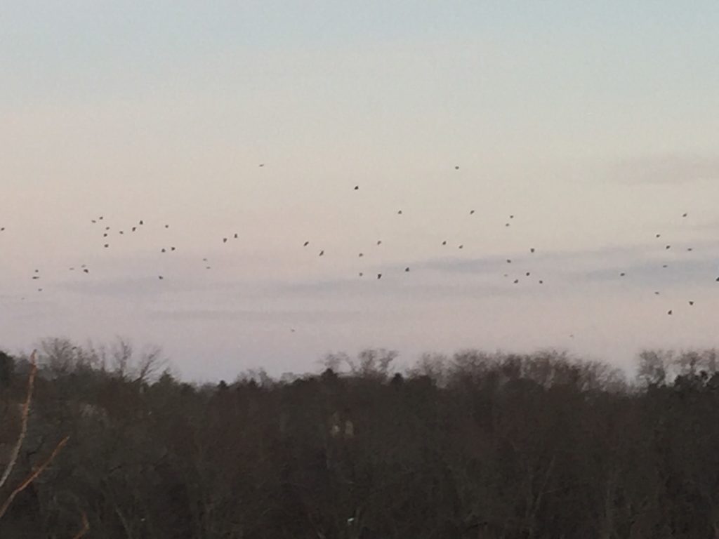 Crows Over the Merrimack River