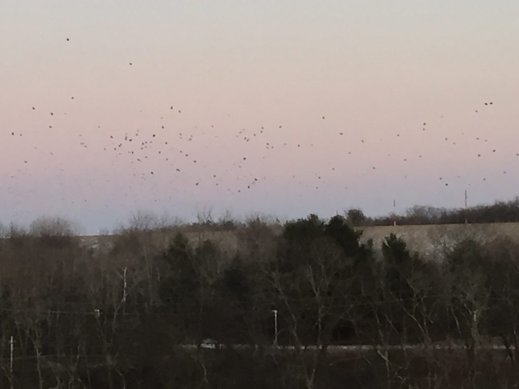 Crows Over the Merrimack River