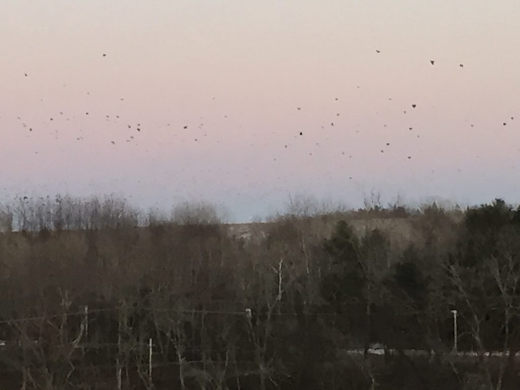 crows of the Merrimack River