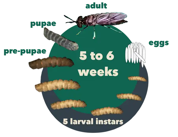 BSF life cycle stages – egg, larvae, prepupa, pupa, adult