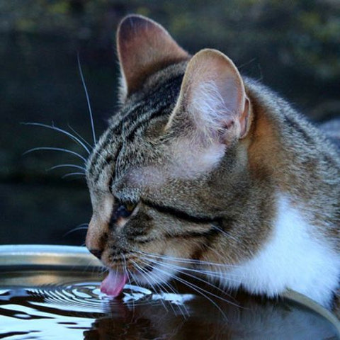 chat-gourde-boire-fontaine