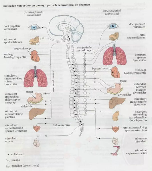 autonoom-zenuwstelsel