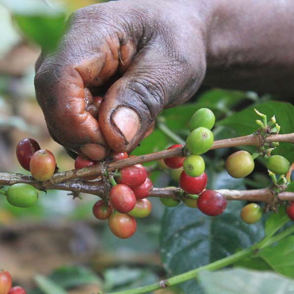 Ethiopian Yirgacheffe Kochere Single Origin Coffee Beans