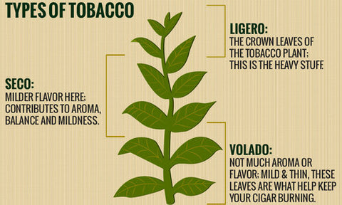 Cigar Detective - Tobacco Leaves -  Ligero, Volado, Seco