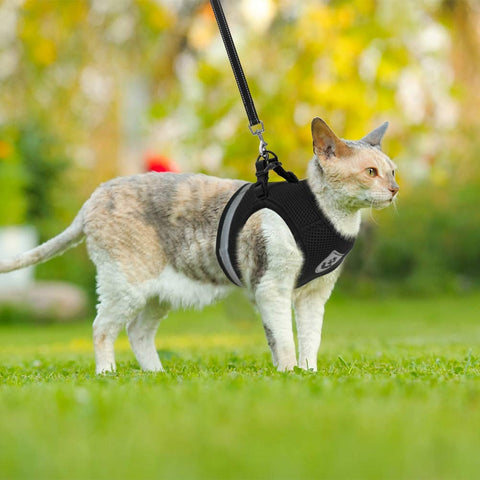 A imagem mostra um gato em passeio usando a coleira.