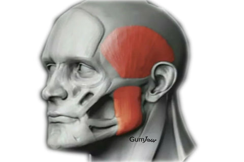 Quand et où utiliser les gommes de musculations pour la mâchoire ? 