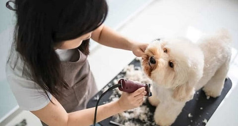 Importance Of Dog Grooming